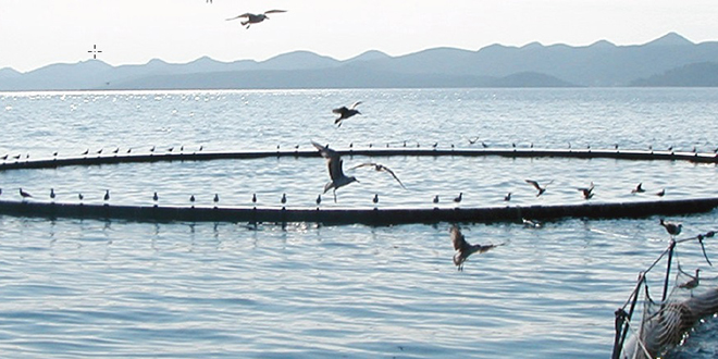 Aquaculture : Un gros potentiel sous-exploité